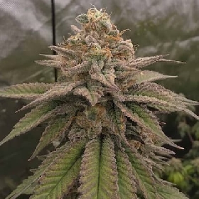 Bloody Cherry > Bask Triangle Farms